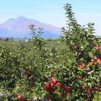 りんご収穫体験～弘前市りんご公園